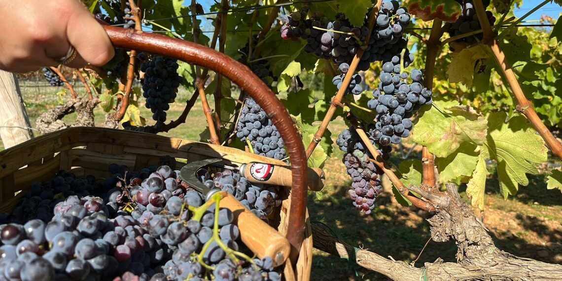 La DO Navarra finaliza la vendimia con 43 millones de kilogramos de uva recogidos