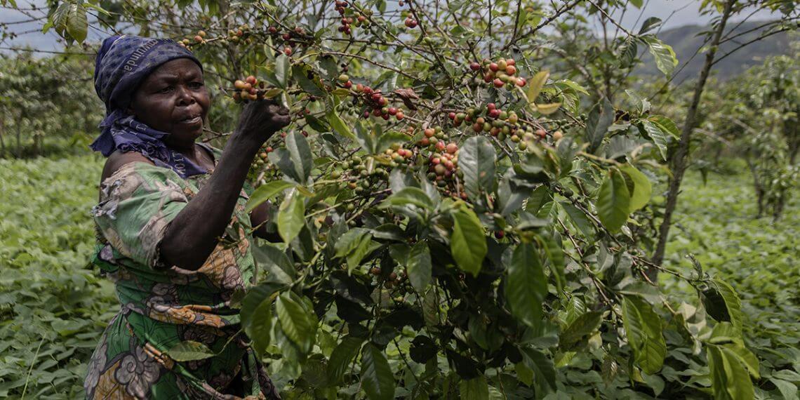 Nespresso invertirá 20 millones de dólares en apoyar a las cafeteras locales del Congo