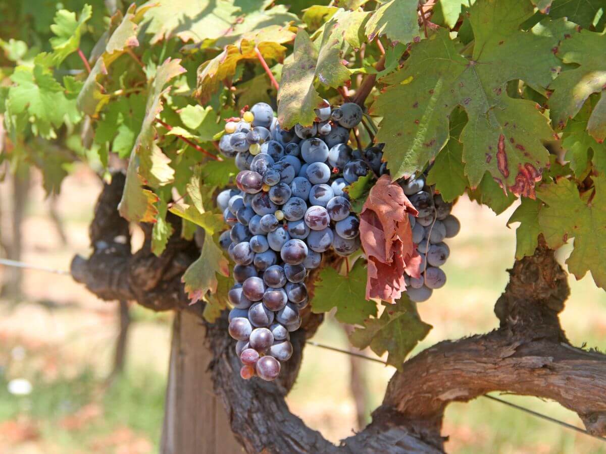 Un brindis por un nuevo capítulo en la industria vitivinícola española