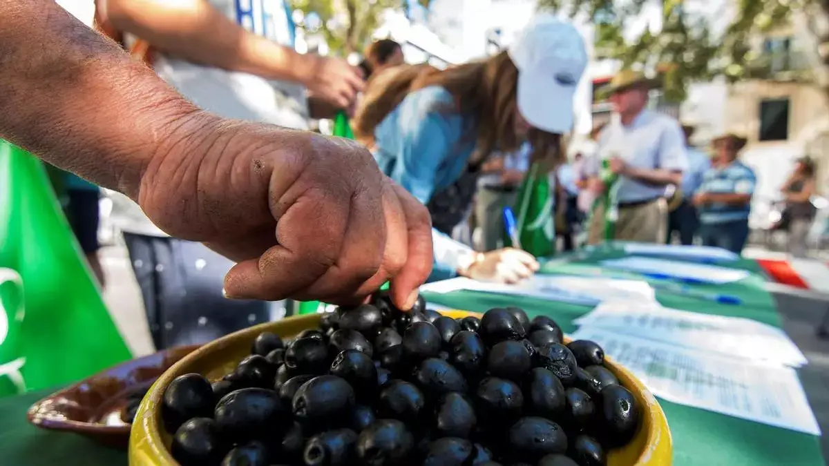 La UE anuncia aranceles a EEUU por la aceituna negra justo tras la victoria de Trump