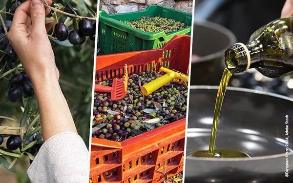 Bruselas pone en marcha un observatorio del mercado del aceite de oliva y las aceitunas de mesa