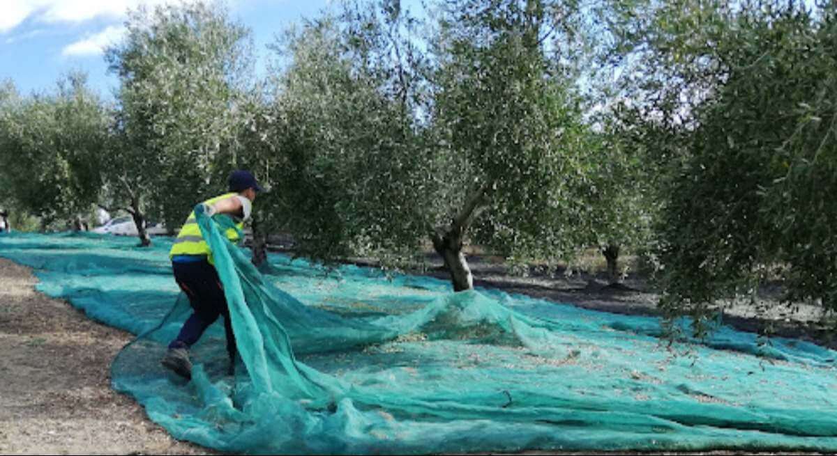 Entran al mercado las primeras 35.989 toneladas de aceite de la nueva campaña