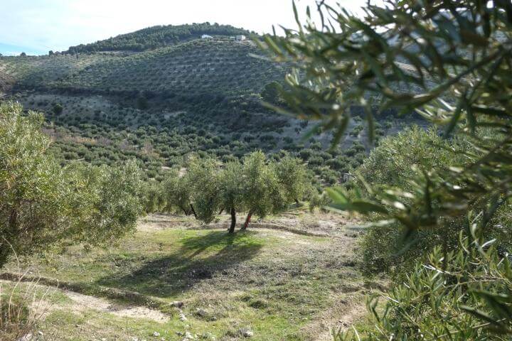 Exaltación inesperada con el nuevo aceite de oliva para 2025 