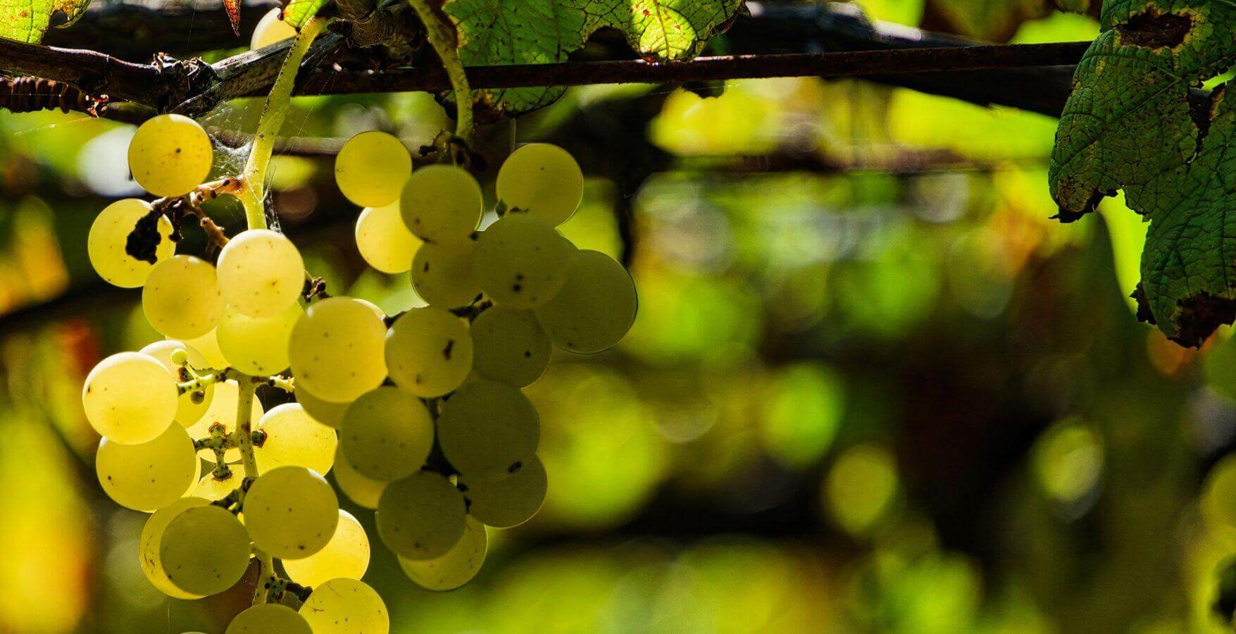Los siete “Wines of the Year 2024” españoles, según Decanter