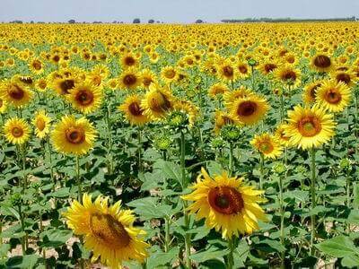 El aceite de girasol frena su escalada de precios y vuelve a niveles de octubre