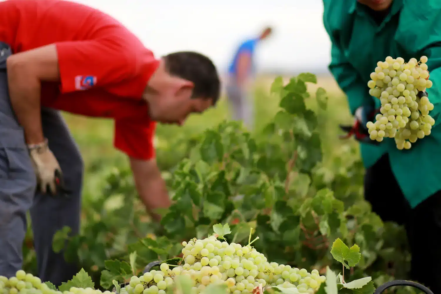 El vino, principal eslabón del engranaje del sector agroalimentario de CLM