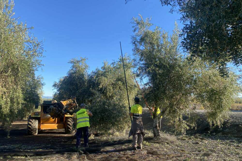 Dcoop se libra de la caída del aceite de oliva en Málaga y produce un 12% más en la campaña 2023/2024