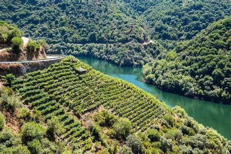 Galicia aportará más de tres millones de euros en ayudas para la reestructuración y reconversión de viñedos