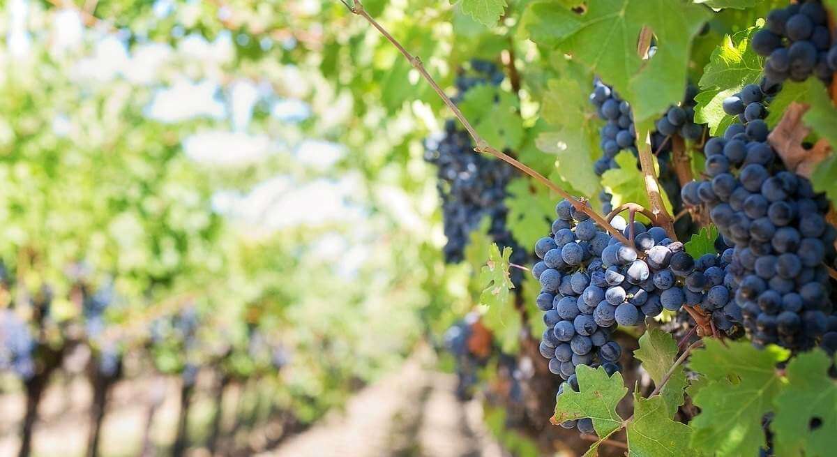 Viticultores aragoneses piden la vendimia en verde para lograr el equilibrio en el mercado del vino