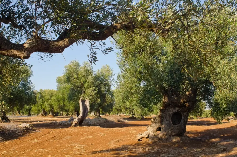 Arranca en Córdoba GEN4OLIVE: la revolución genética del olivar