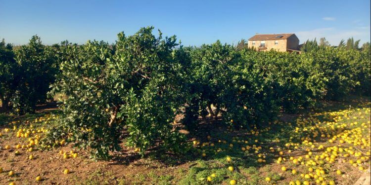 Bruselas asigna 68 millones en concepto de ayuda de emergencia a los agricultores españoles