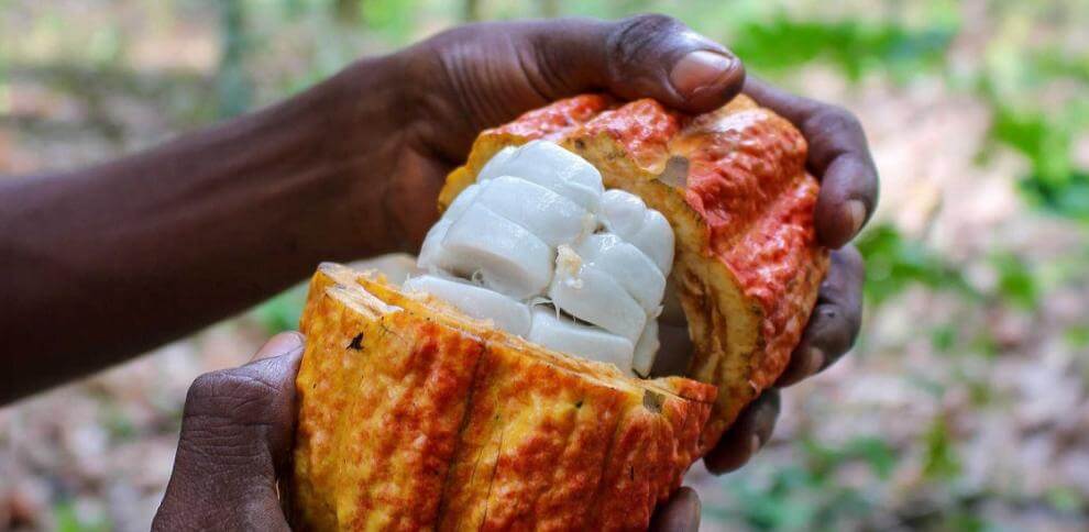 El precio del cacao baja por primera vez en meses