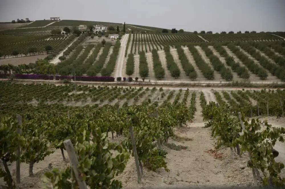Reorganización en González Byass (Tío Pepe): Beronia Rueda pasa a manos de Bodegas Fournier