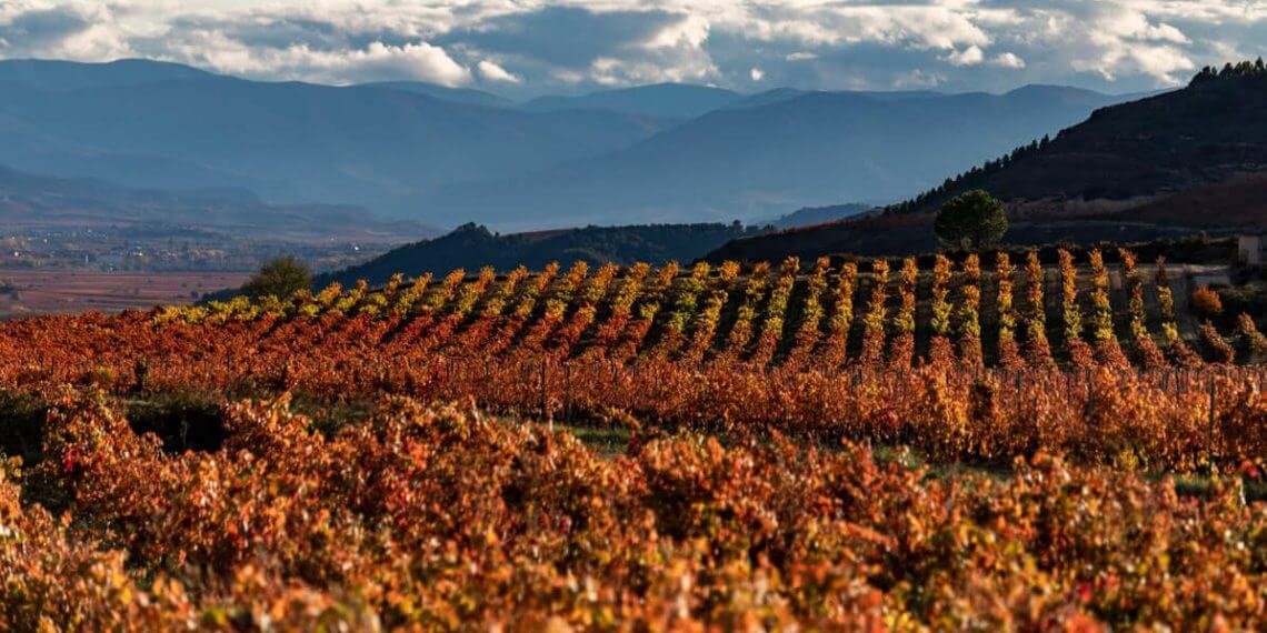 Rioja avala la calidad de la nueva añada