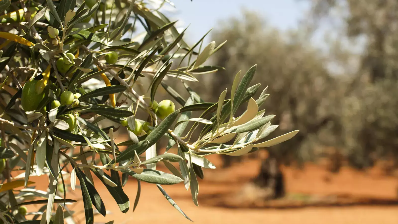 Los olivareros pierden desde octubre 626 millones por la caída del precio del aceite