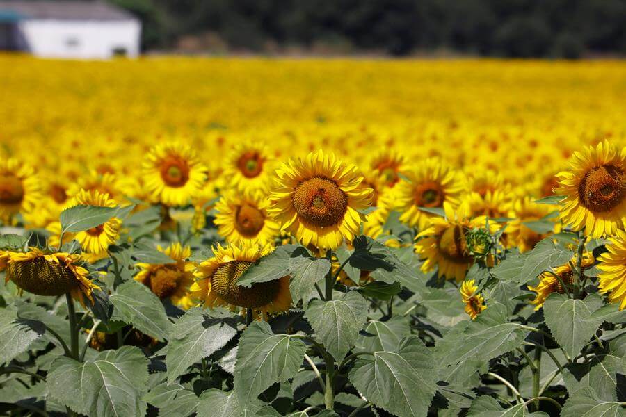 España necesita el doble de su producción anual de girasol