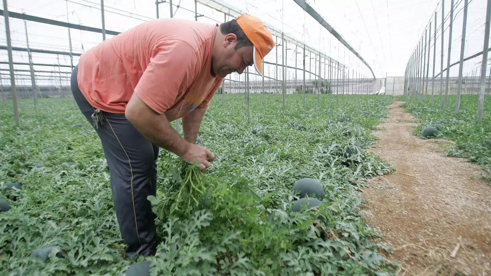 El Gobierno rebaja el IRPF a los agricultores y ganaderos con carácter general un 5%, frente al 15% del año pasado