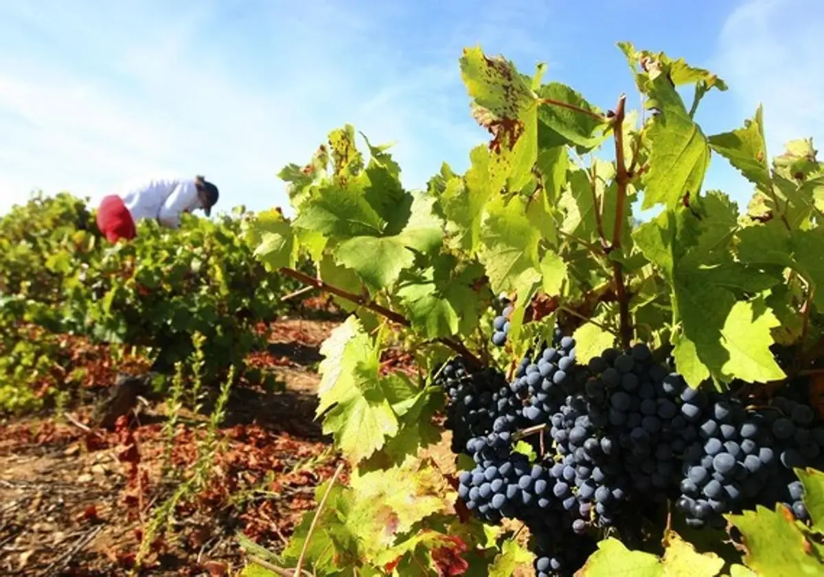 El vino del Bierzo con 92 puntos Parker que «ha enamorado a los críticos»