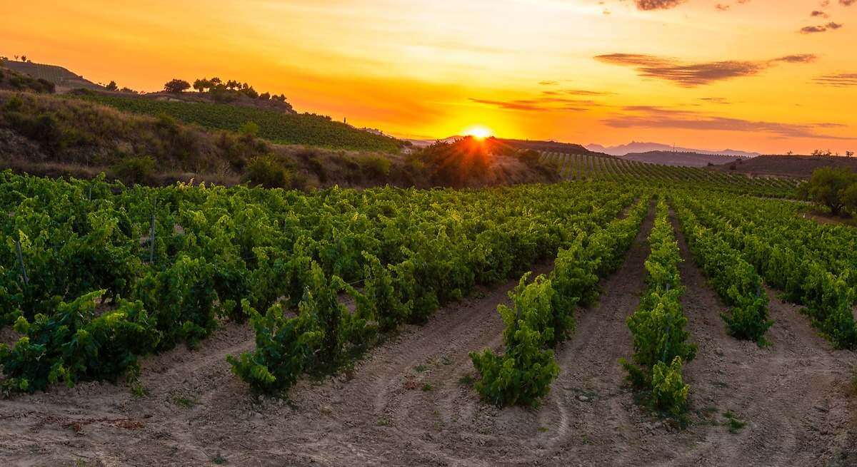 Un doble golpe amenaza al imperio global del vino español: dos de los tres mayores mercados levantan un muro arancelario