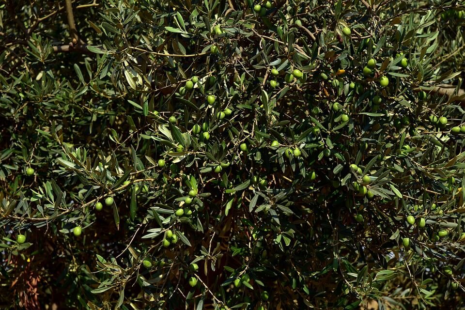 Aceite de oliva: predominio de los descensos en los precios en origen