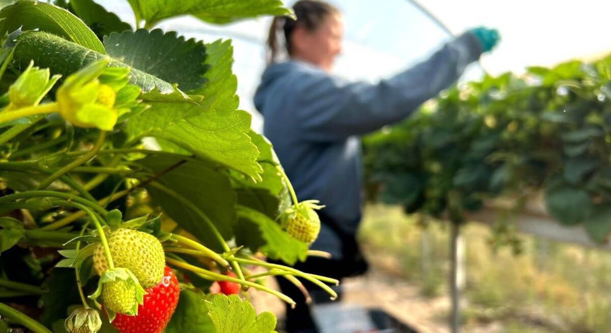 Mercadona compra más de 4.200 millones a proveedores andaluces y refuerza su impacto en la región