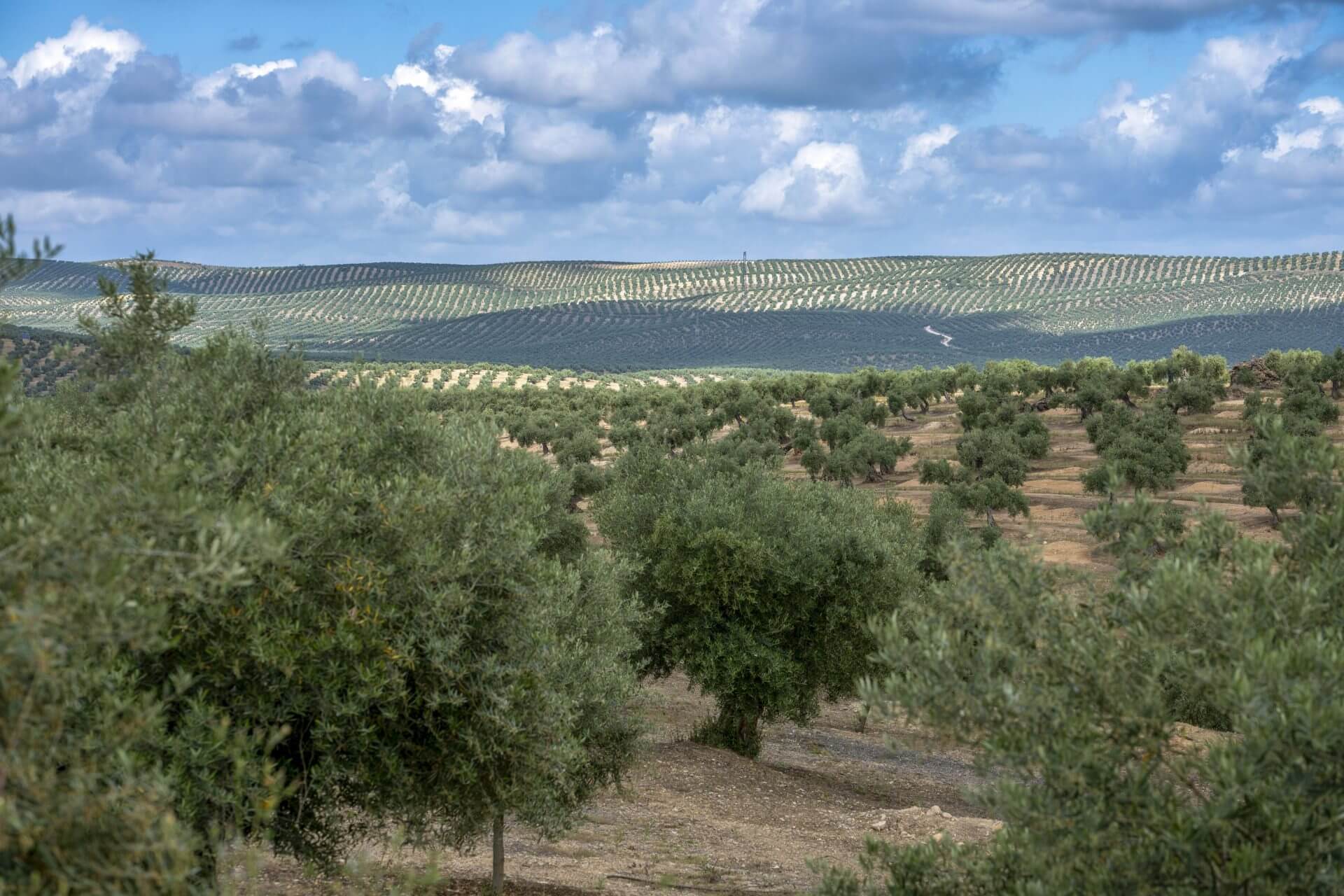 España activará la retirada de aceite del mercado si la próxima campaña es muy abundante