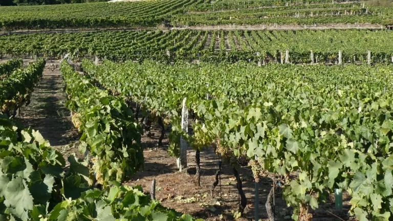 Las denominaciones de origen empiezan a mover ficha para rebajar el grado de sus vinos