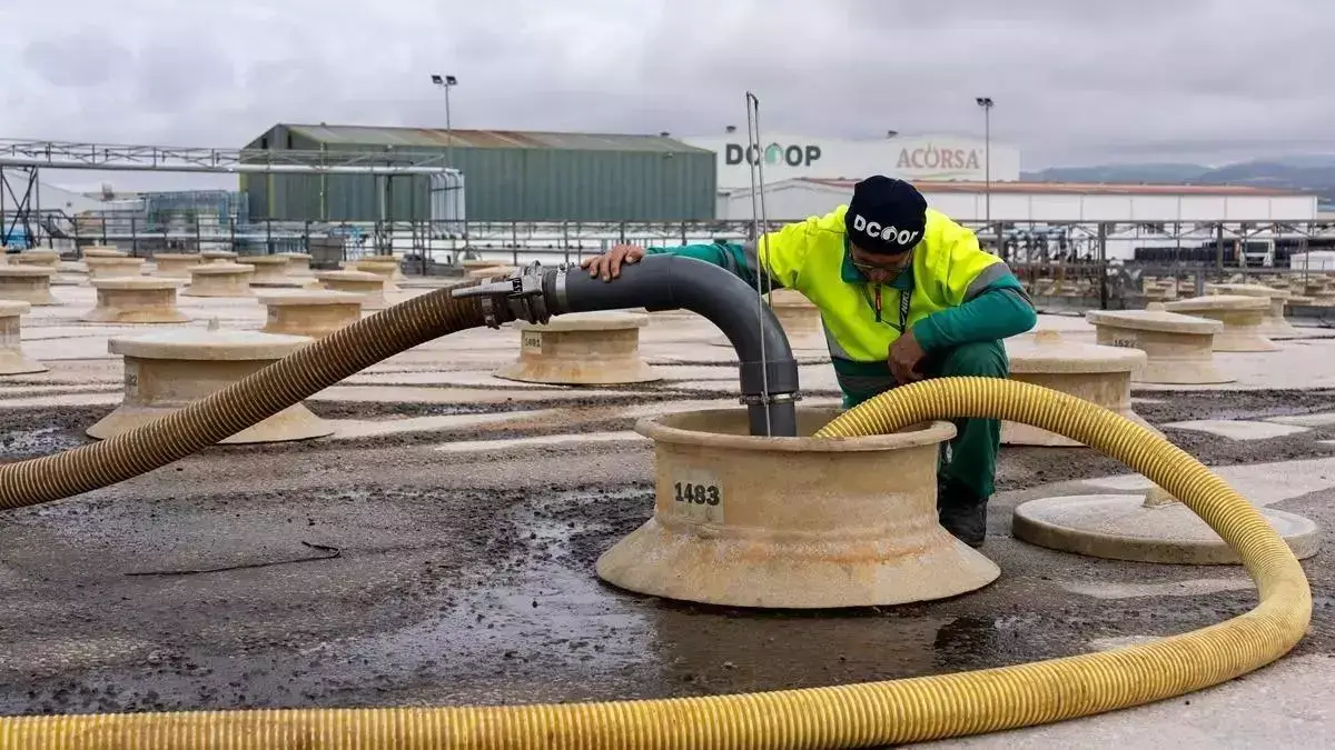Dcoop estudia la compra total de Pompeian, líder en aceite de oliva en EEUU