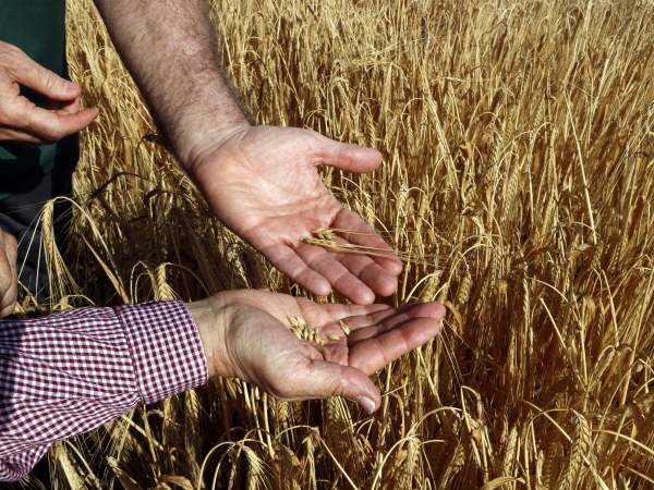Damm, Moravia, Batlle y Cupasa se alían para buscar variedades de cebada resistentes al cambio climático
