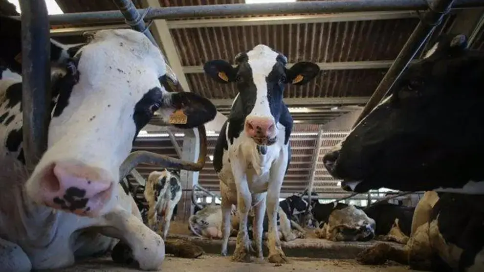 El Supremo ratifica las primeras multas al cártel de la leche y anticipa más reclamos de los ganaderos