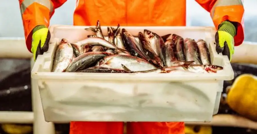 El impacto de los aranceles podría frenar el aumento del gasto en alimentos