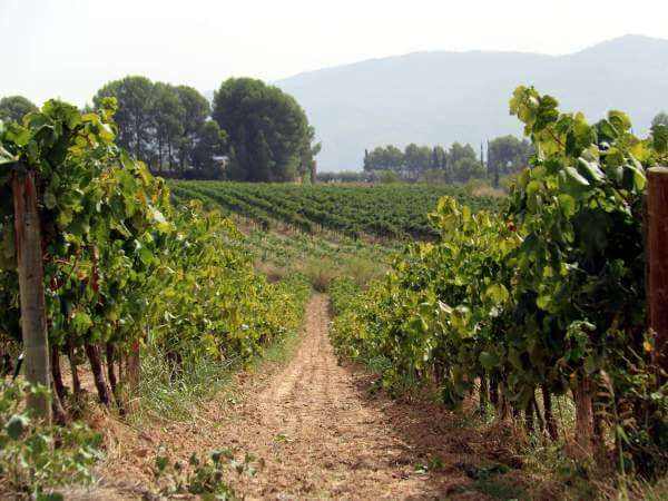 El sector del cava asume los aranceles del 15% y reclama estabilidad