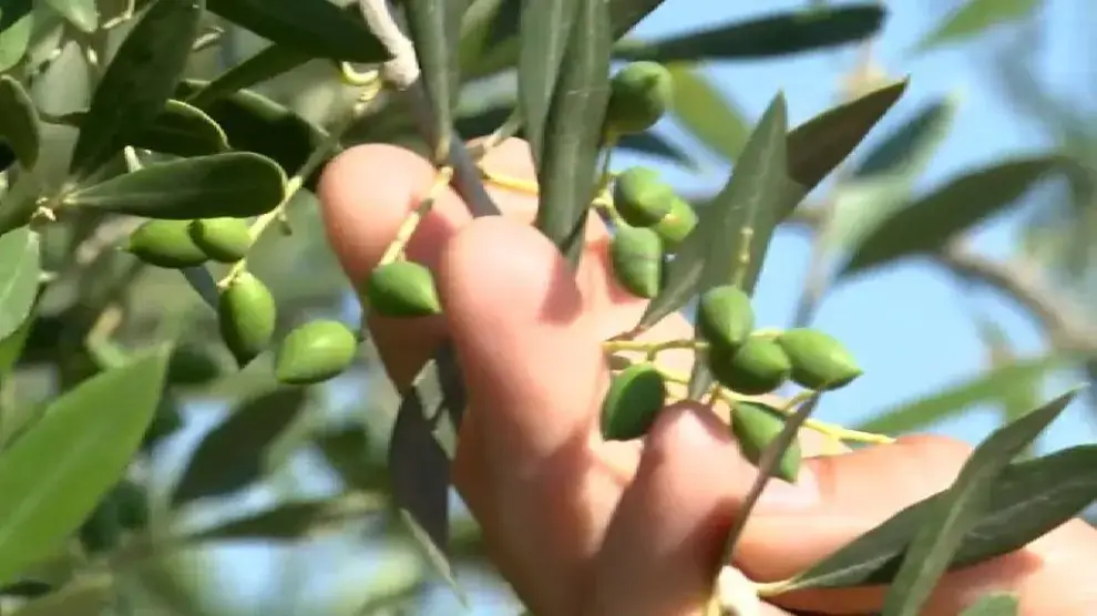El aceite de oliva teme que la ola de calor y la falta de lluvias arruine la mejor cosecha en tres años