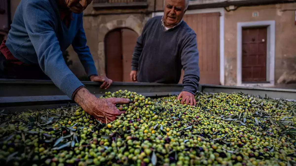 La nueva campaña empieza con el aceite de oliva a la mitad de precio que en 2024, pero el doble que en 2021