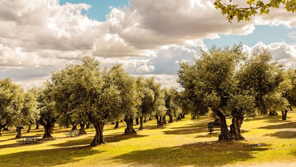 La falta de lluvia rebajará la producción de aceite de oliva a 1,3 millones