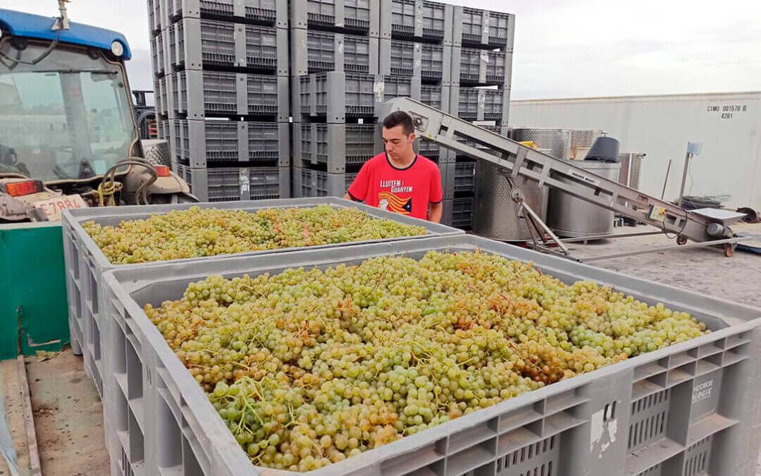 Corpinnat cierra una vendimia histórica a un precio medio de 1,10 euros por kilo