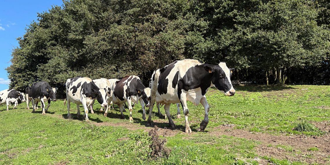 Lactalis España se acerca a lograr que el 100% de la leche recogida esté certificada en Bienestar Animal Welfair