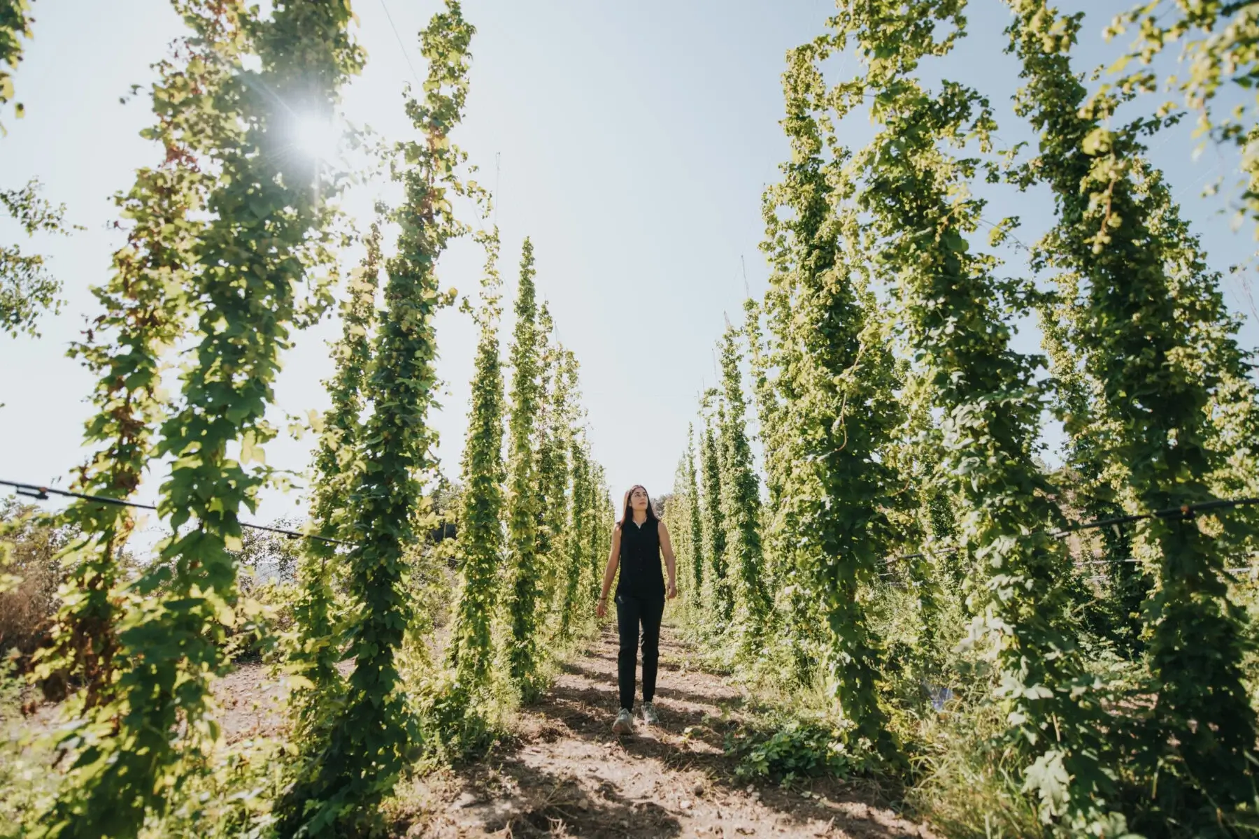 El aroma murciano del lúpulo: cuando la cerveza se cultiva en casa
