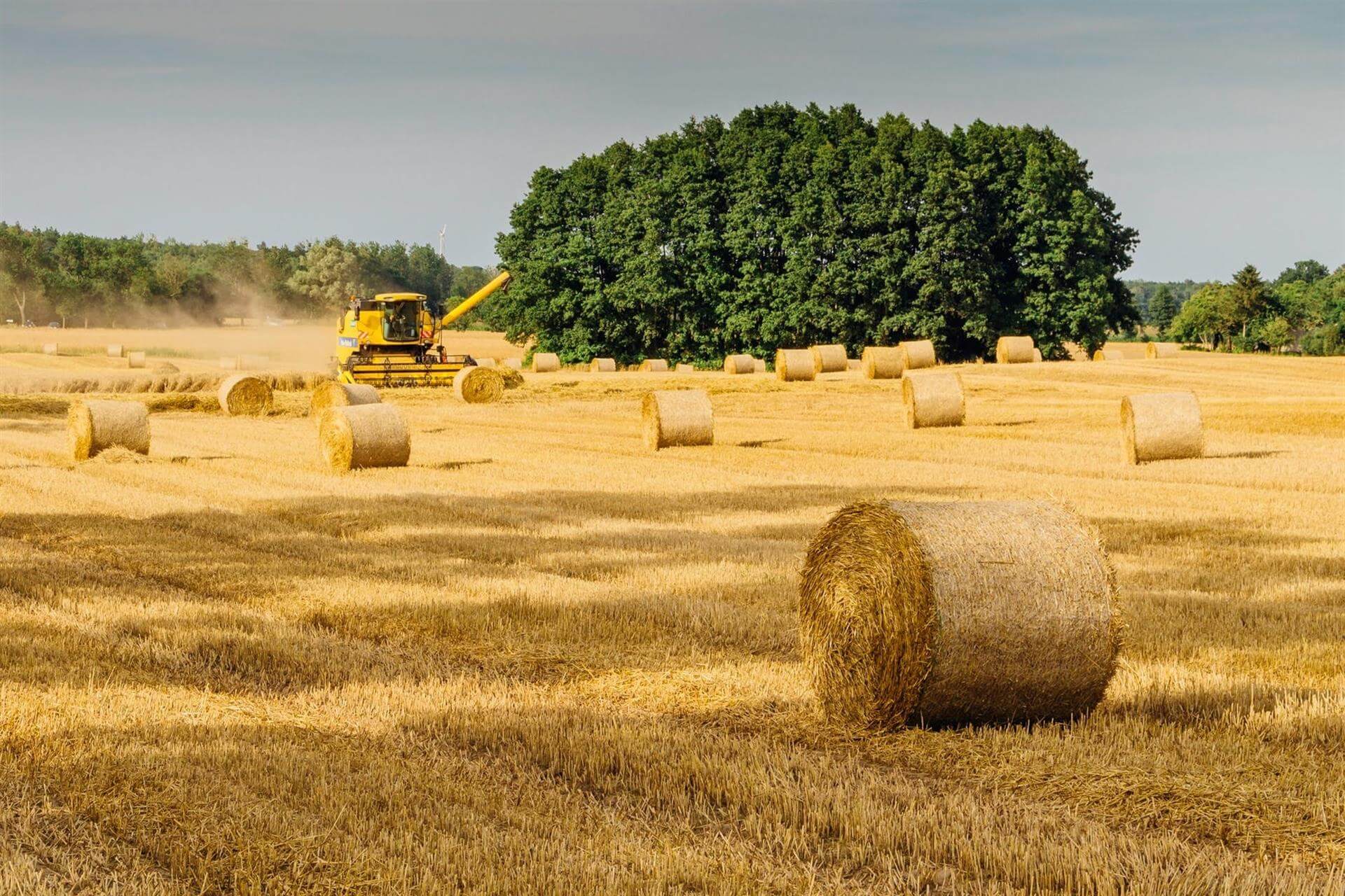 El clima y la guerra comercial internacional tensionan la alimentación en España