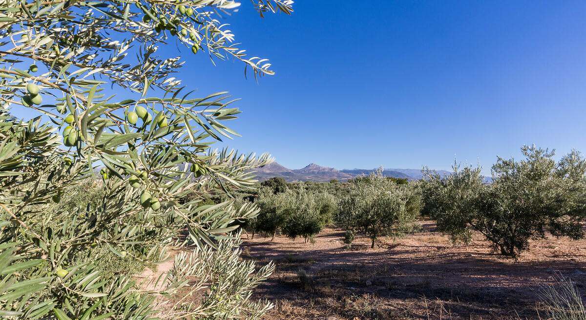 El aviso del mayor productor de aceite: «Sin un plan hidrológico, los olivares en España serán desiertos»