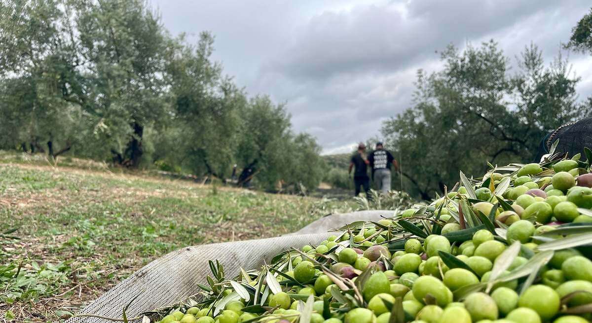 El olivar ecológico se dispara un 73% en España y sitúa a Andalucía como motor mundial del AOVE sostenible