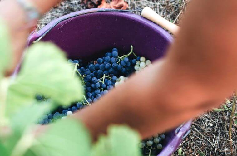 El sector del vino necesitará contratar a más de 22 000 jóvenes en los próximos años