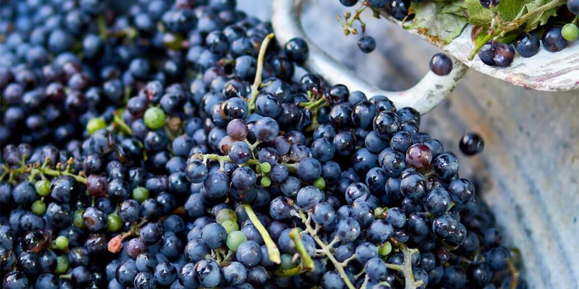 La OIV estima que la producción mundial de vino aumentará un 3% en 2025