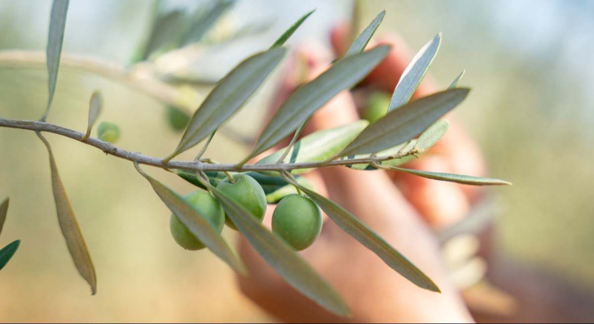El mundo se rinde al aceite de oliva: récord histórico de producción, exportaciones y consumo que desafía los aranceles