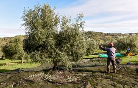 El precio en origen del aceite afronta el final de año sin subidas relevantes y a la espera de ver cómo evoluciona la campaña tras las lluvias