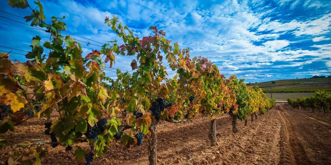 Ribera del Duero finaliza la segunda cosecha más abundante de la última década