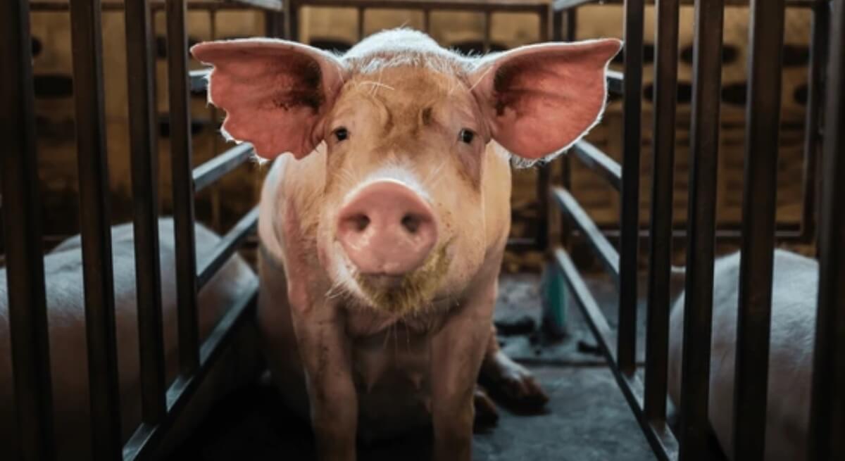 La Unión Europea aplica restricciones en 91 municipios catalanes por la peste porcina