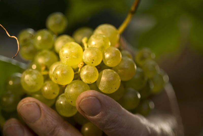 Con o sin pepita, en copa y paquetes especiales: todo listo para despedir 2025 con 12 uvas