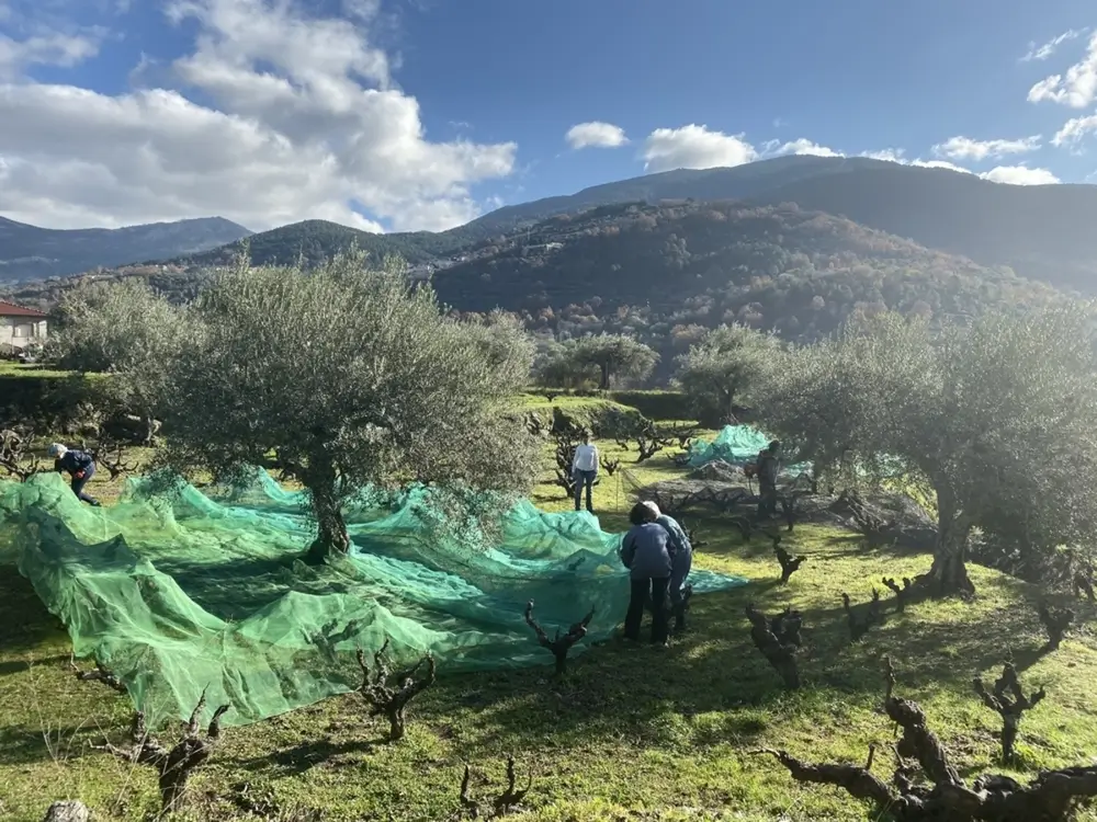 La campaña de aceituna duplica la de 2024 con la misma calidad