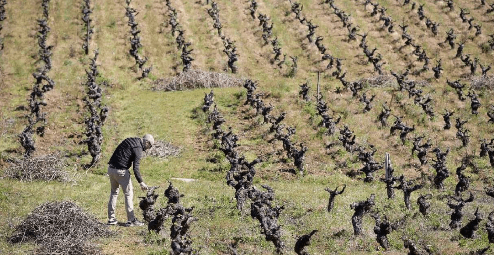 La bodega de Europa se queda sin viñas: La Mancha cambia la uva por el pistacho y la oliva